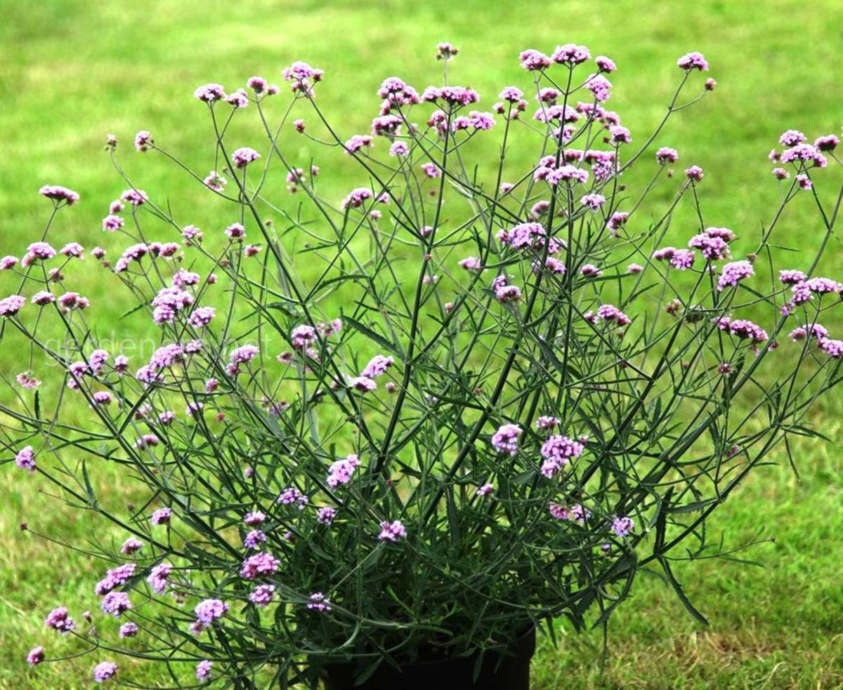 Многолетний цветок вербена буэнос айресская: размножение, уход и полезные свойства