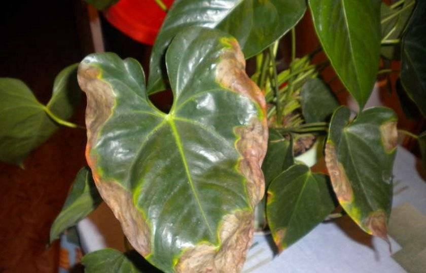 Почему сохнут края листьев у комнатных растений: топ-7 причин. что делать, чтобы листья у комнатных растений не сохли?