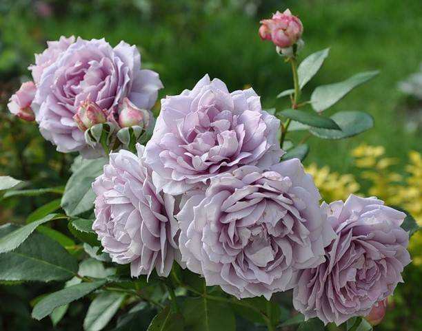 Роза братья гримм — описание и характеристики «королевы цветов»