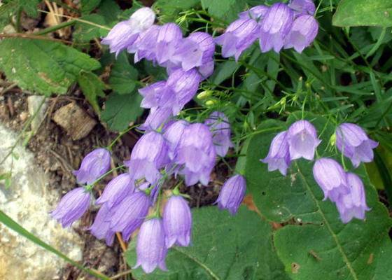 Почвопокровные многолетние растения, цветущие все лето: фото и названия цветов-многолетников для сада