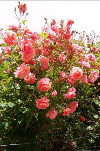 Розы тантау: сорта, выращивание, уход и размножение