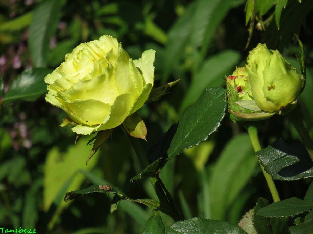 Роза амандина фото и описание и уход