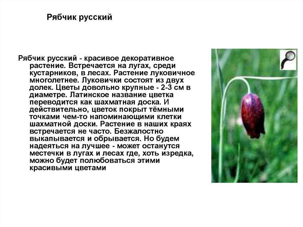 Рябчик русский: как выглядит цветок
