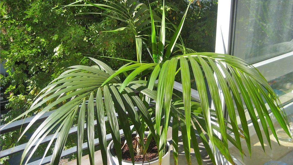 Названия разновидностей домашней комнатной пальмы