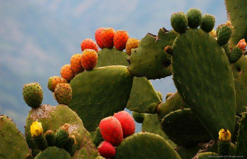 Съедобные кактусы – описание с фото растений, их видов и плодов