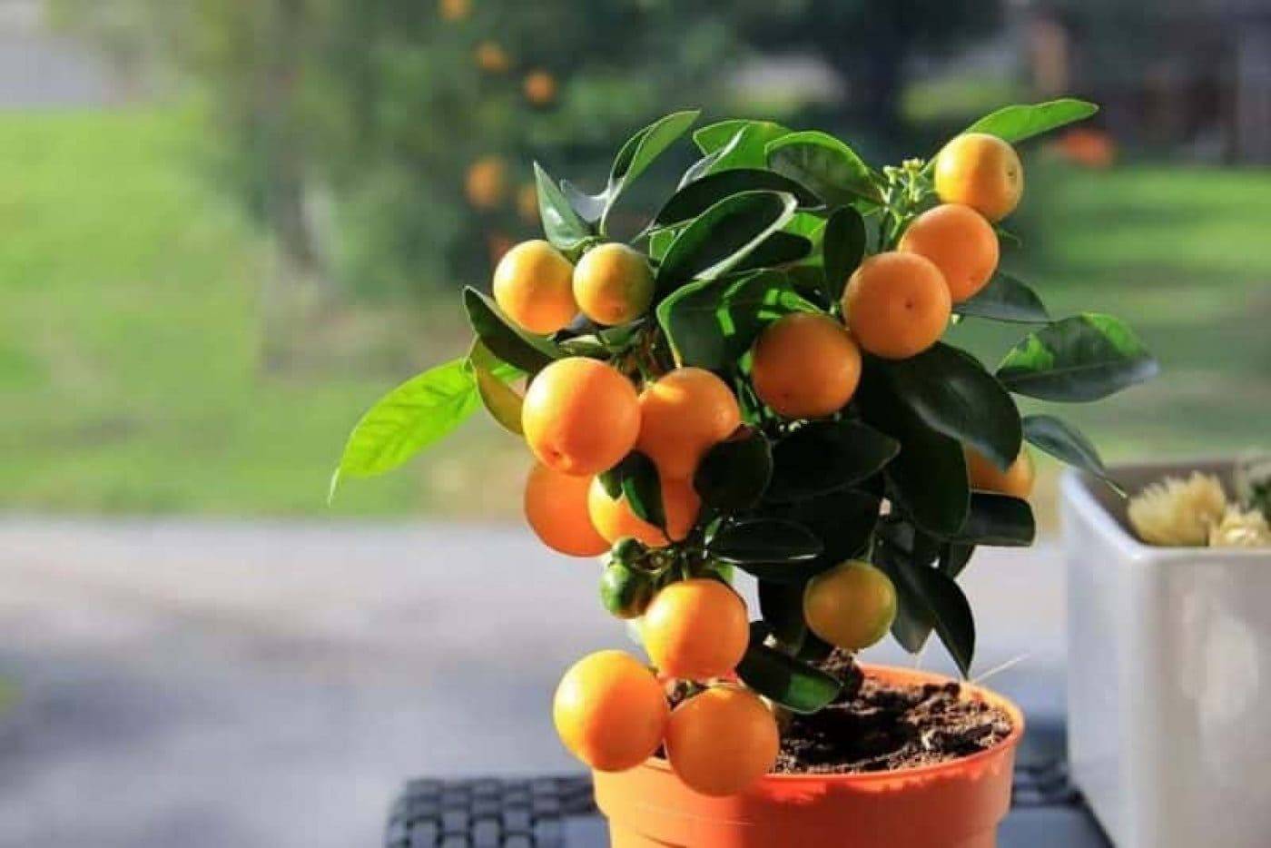 Рост мандарина. Цитрофортунелла каламондин. Каламондин (цитрофортунелла) апельсин. Цветок цитрус каламондин. Цитрофортунелла кумкват.