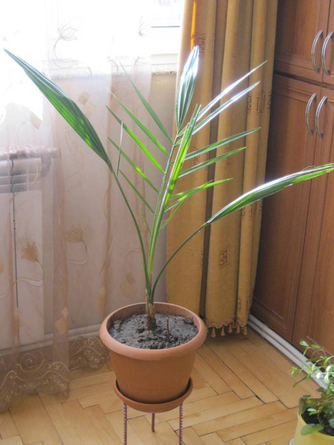 Финиковая пальма: уход в домашних условиях, выращивание из косточки