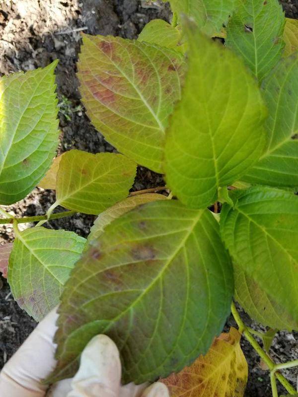 Что делать, если у гортензии пожелтели листья: причины изменения цвета листовых пластин и помощь кустарнику