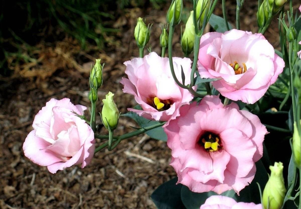 Эустома (лизиантус): посадка, уход, выращивание цветков из семян и черешков на подоконнике в горшках и в открытом грунте