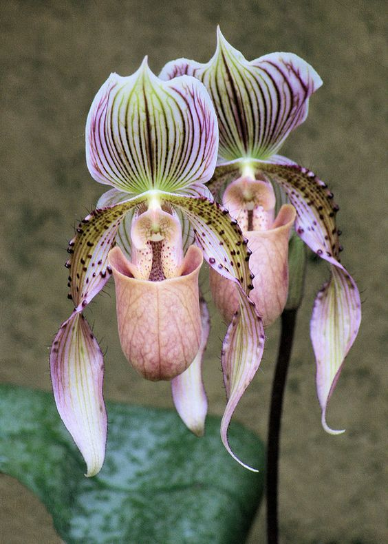 Орхидея венерин башмачок: 17 популярных сортов, уход и размножение