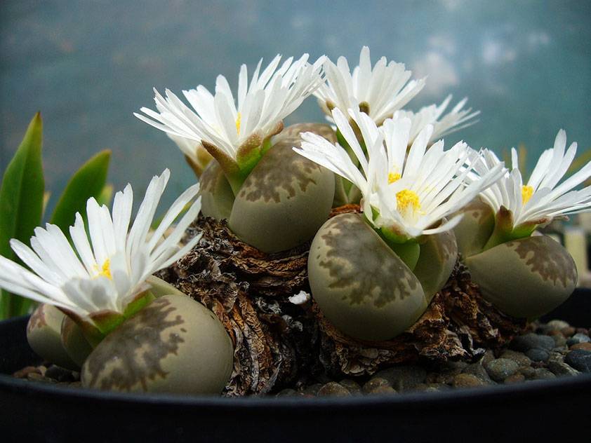 Живые камни литопсы из семян уход и содержание в домашних условиях фото видов