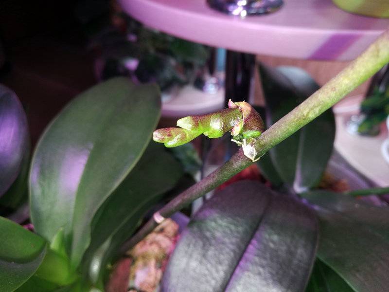 Цитокининовая паста для орхидей: как и когда использовать гормональную мазь, применение для пробуждения почек и размножения цветов, как применять средство?
