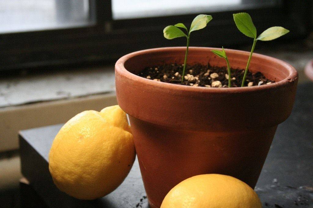 Как вырастить мандарин