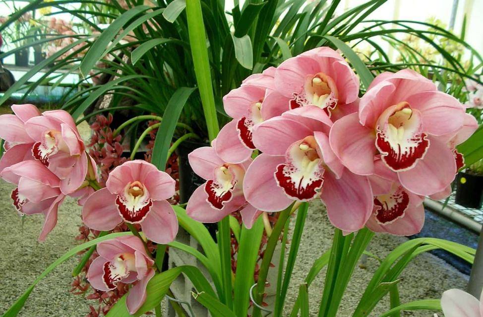 Цимбидиум - особенности сельской орхидеи | cельхозпортал