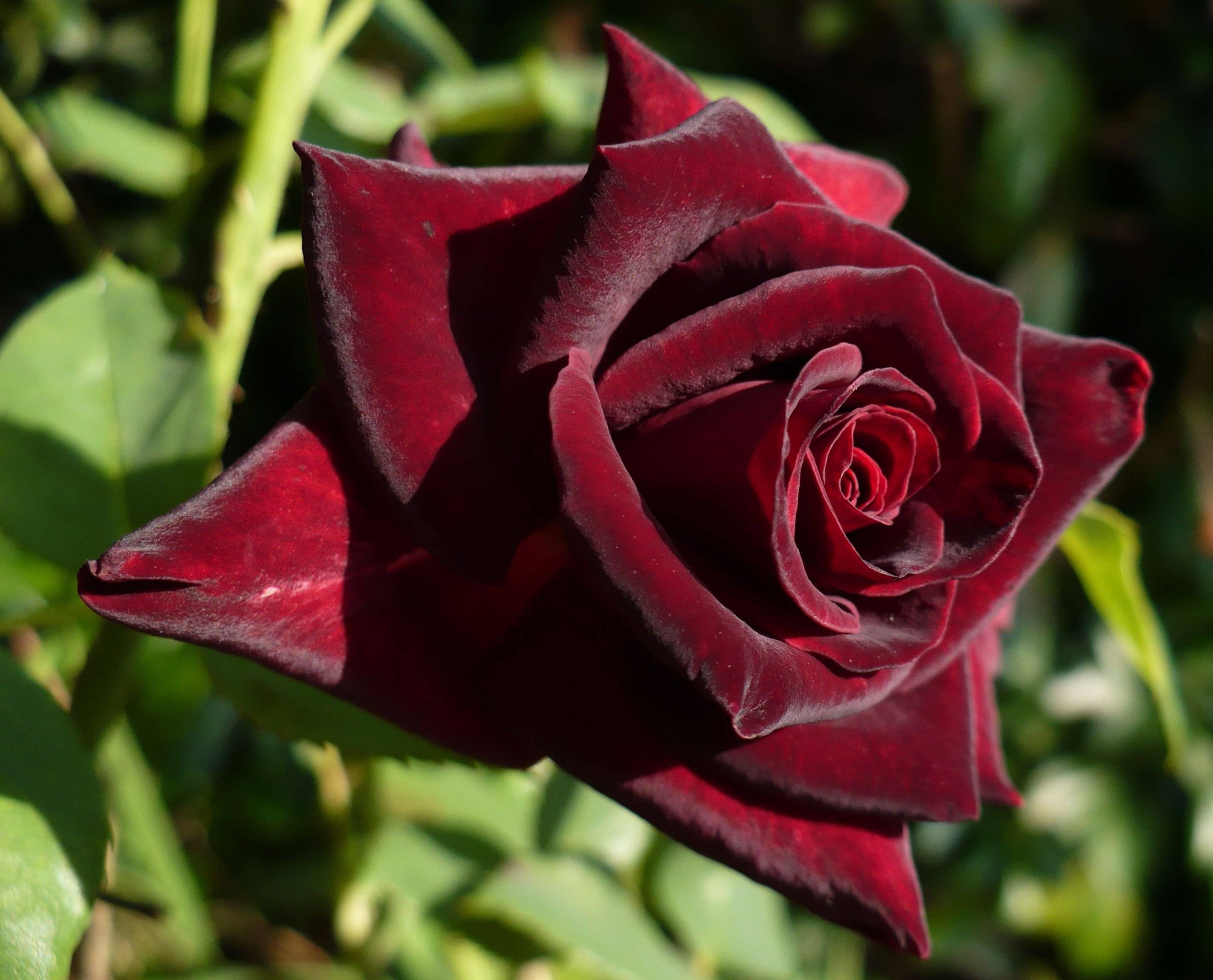 Роза блэк баккара: описание чайно-гибридной розы, выращивание и уход