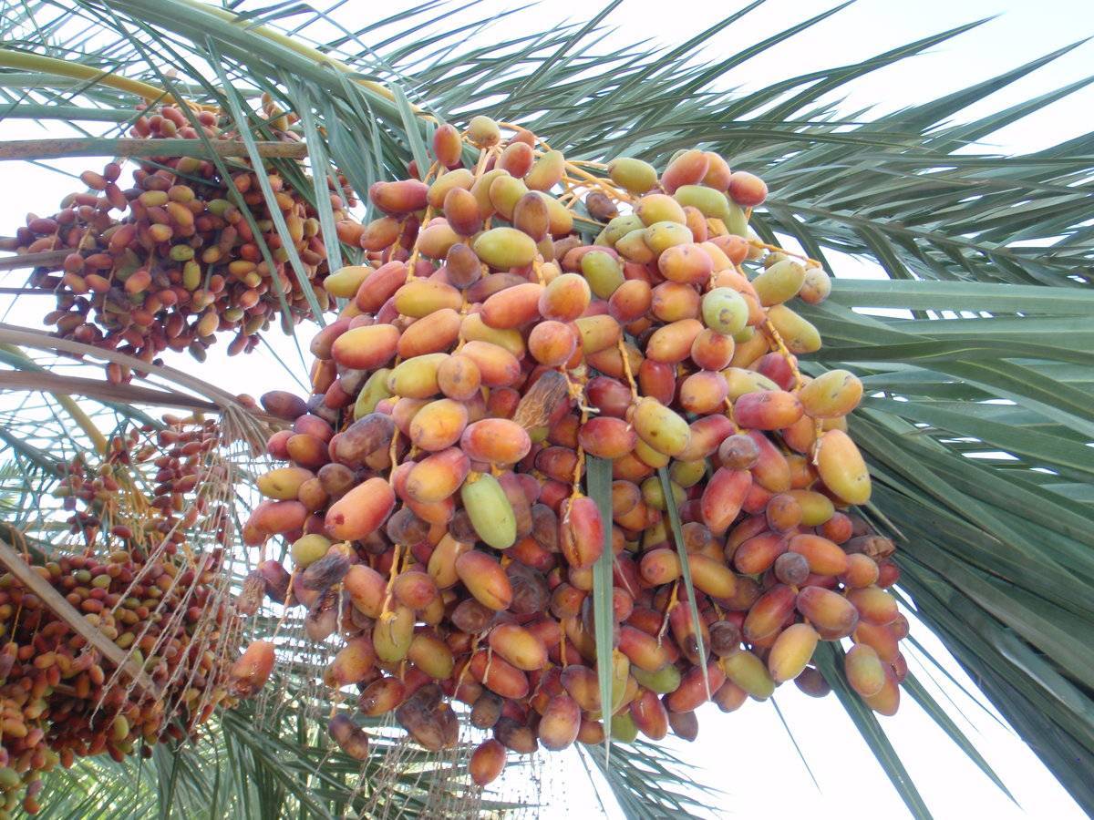 Финиковая пальма: тонкости посадки и ухода за экзотическим растением