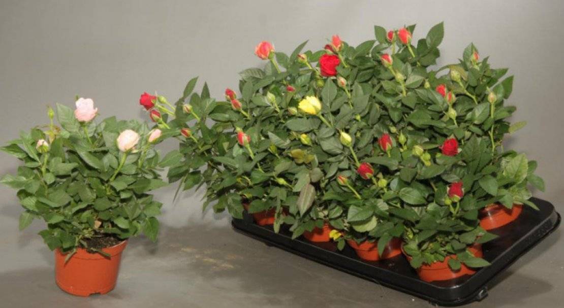 Роза кордана: выращивание в домашних условиях и открытом грунте
