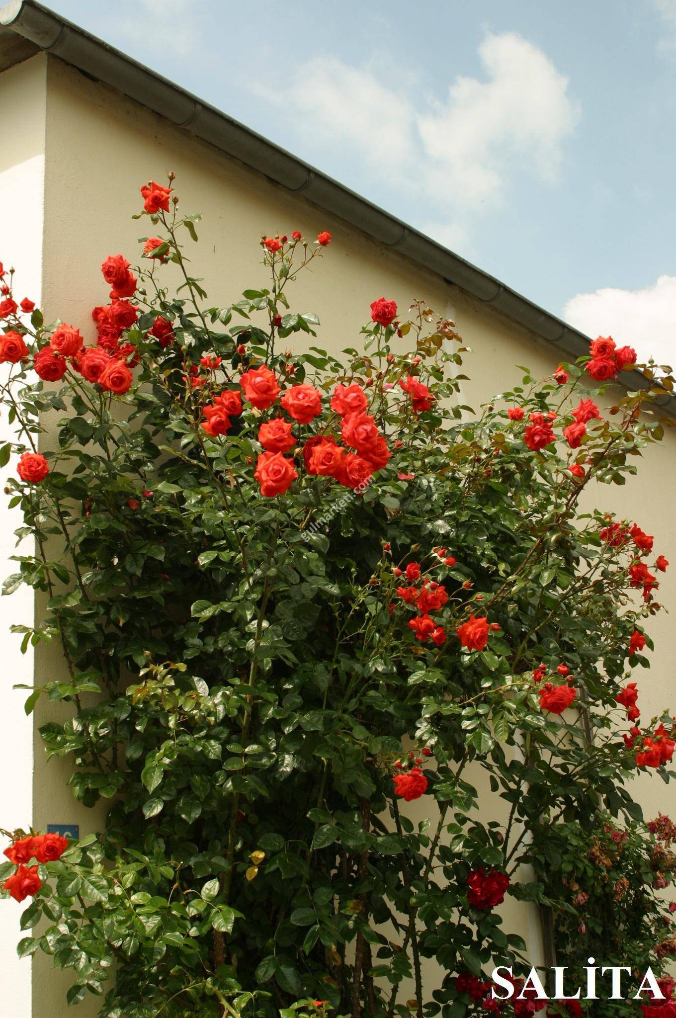 Роза салита (salita): описание и характеристики сорта розы плетистой