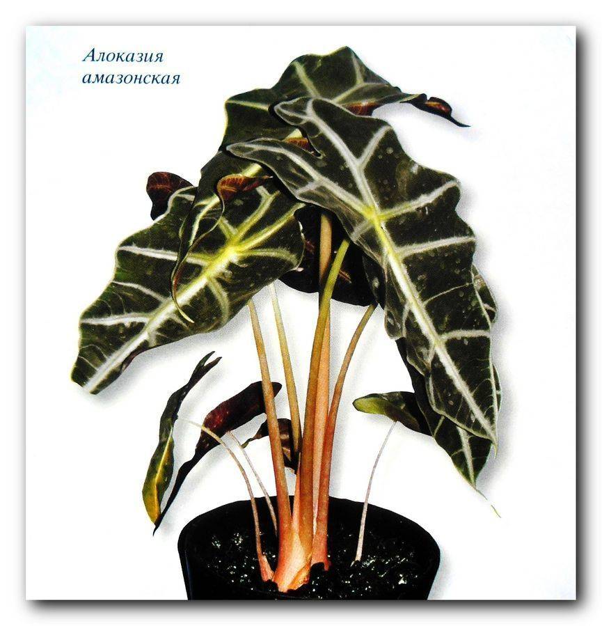 Алоказия – цветок с богатой окраской листвы