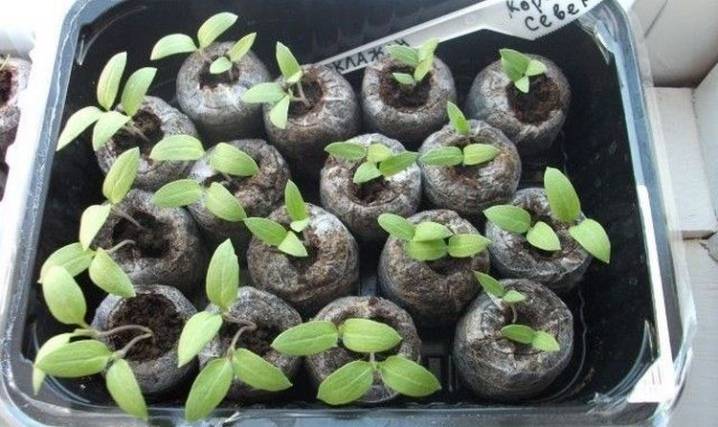 Гортензия: рекомендации по выращиванию из семян и уходу за цветами