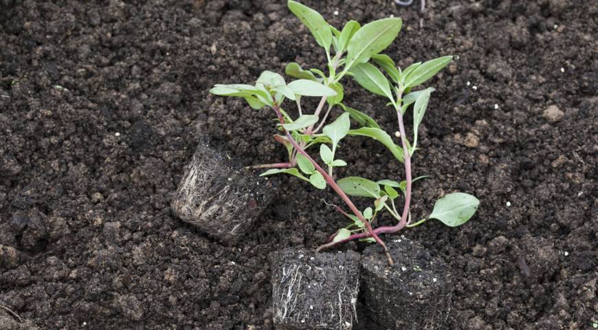 Выращивание кларкии изящной: посадка семян на рассаду и уход в открытом грунте