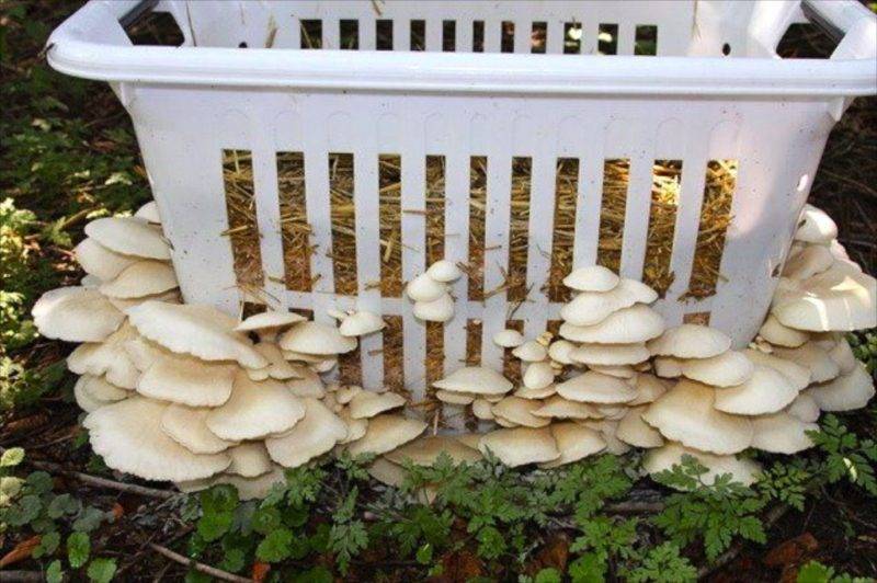 Выращивание грибов на даче и в огороде: способы, подготовка, выращивание и сбор урожая