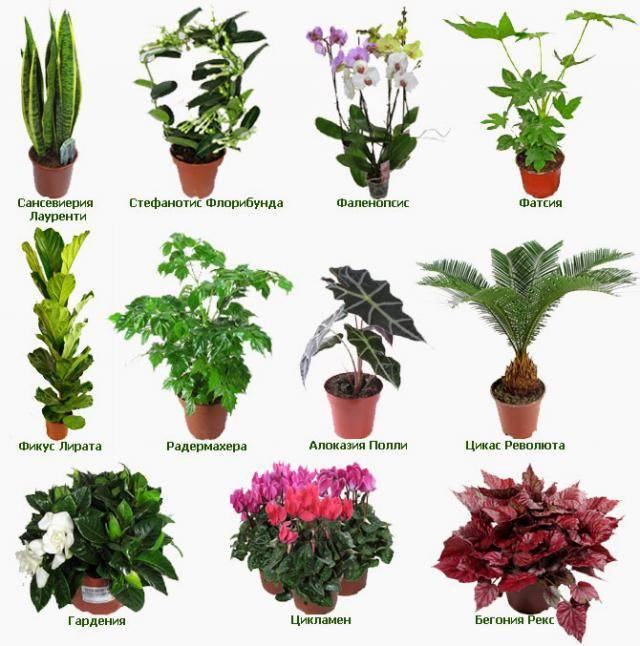 Каталог комнатных растений - показан алфавитный перечень цветов