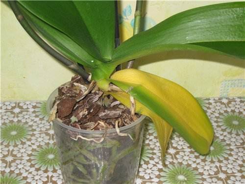 Почему желтеют листья у орхидеи фаленопсис и что делать, чтобы помочь растению, от чего зависит появление проблемы у цветка на нижних и верхних органах фотосинтеза selo.guru — интернет портал о сельск