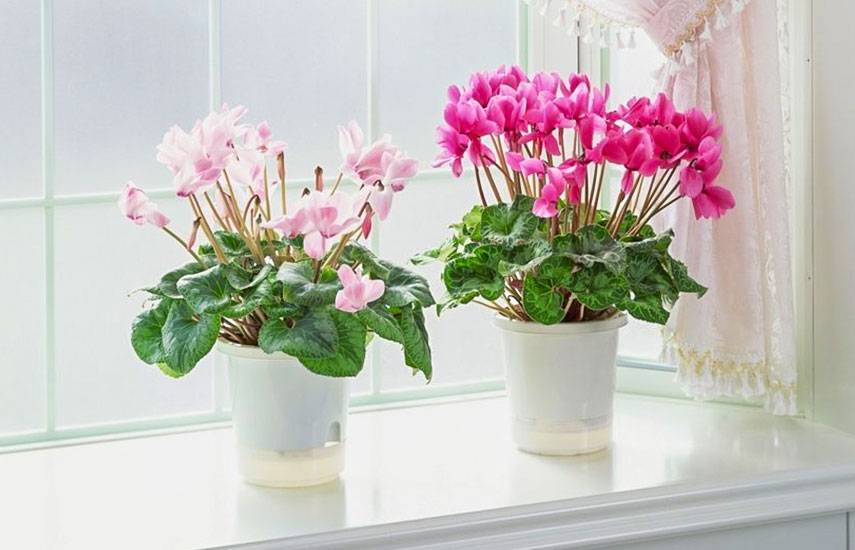 ᐉ цветы, цветущие зимой: названия и фото растений на подоконнике - roza-zanoza.ru