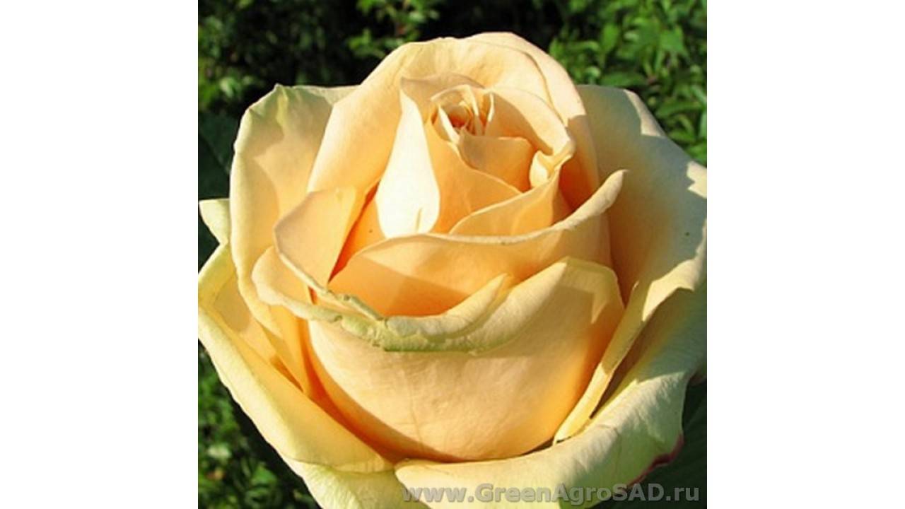 Сорта роз: краткое описание сортов роз с фотографиями (60 фото)