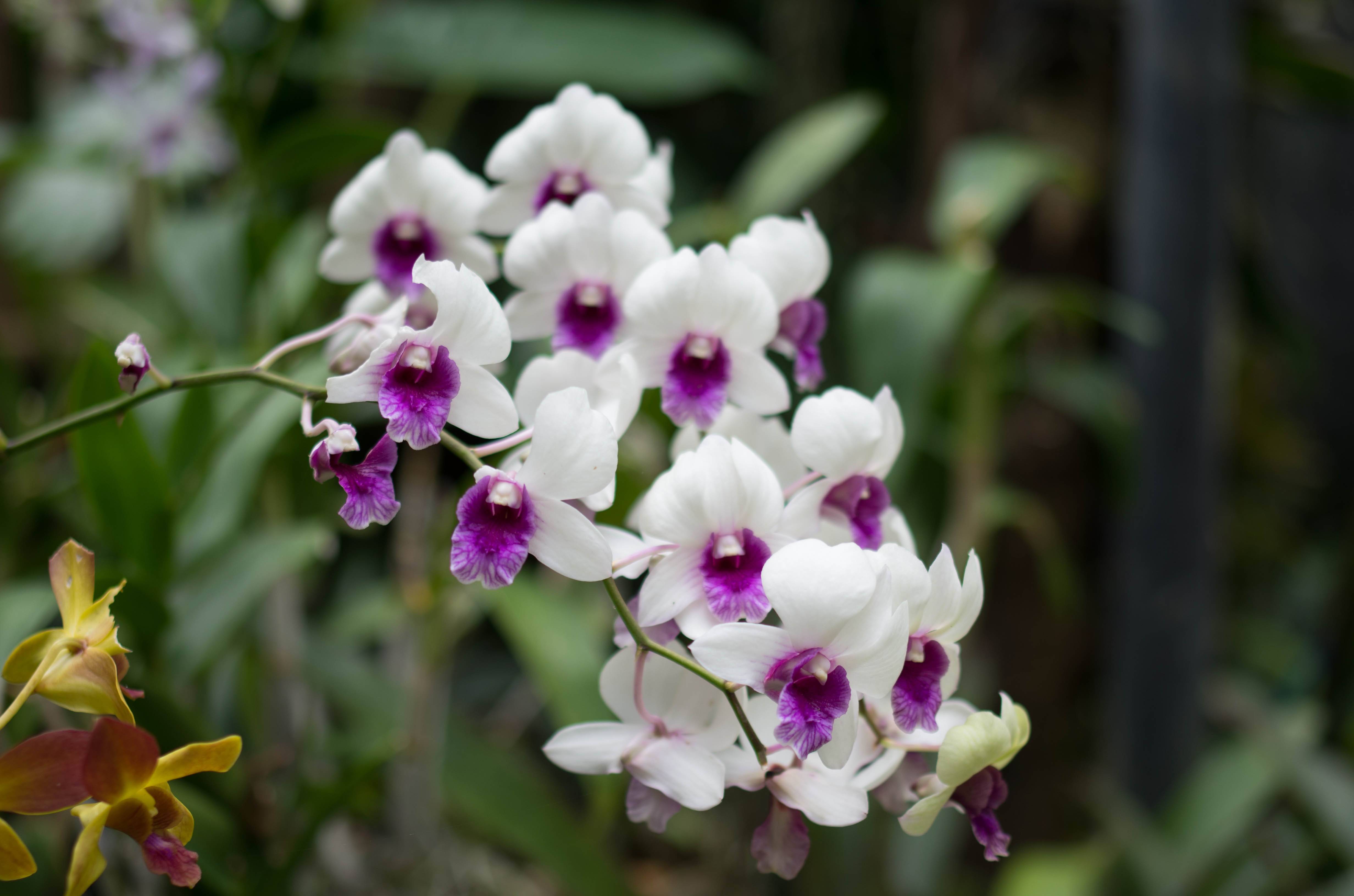 Орхидея в домашних условиях - дачная жизнь