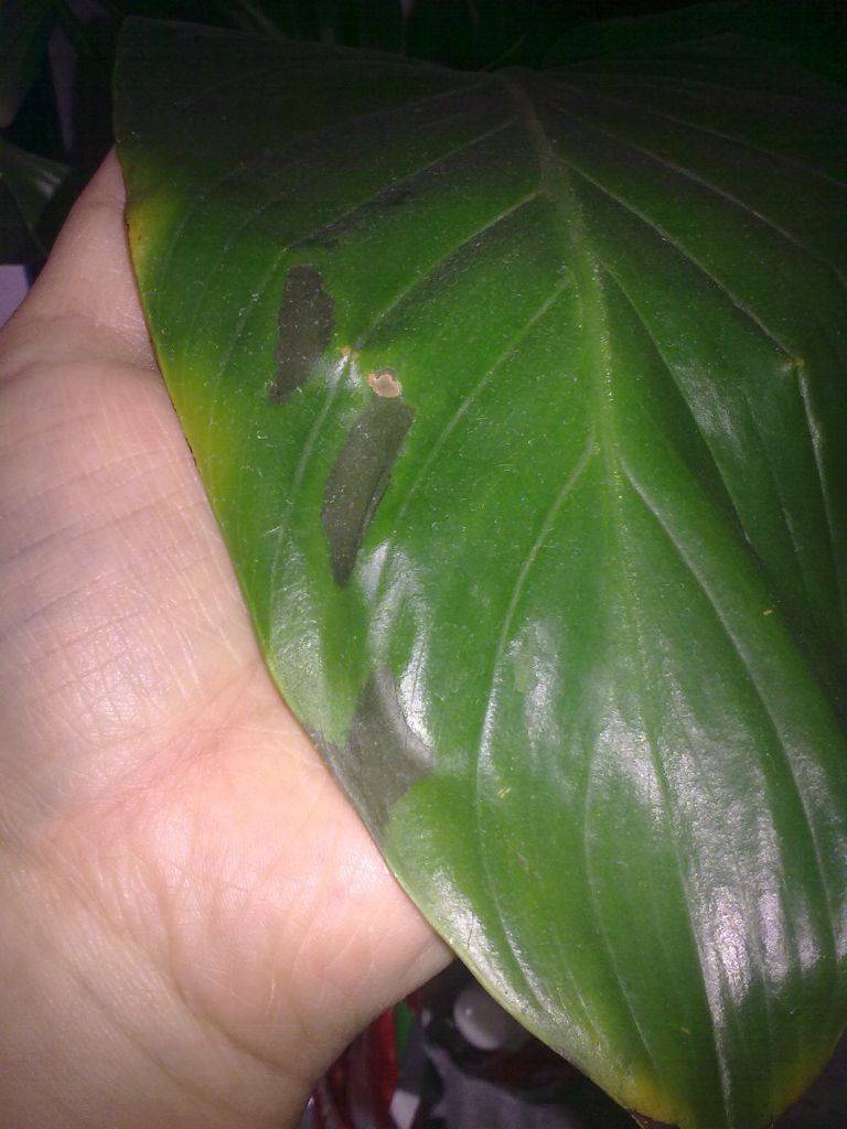 Почему чернеют листья у спатифиллума: причины, как вылечить