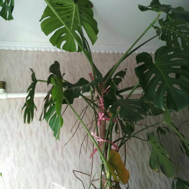 Комнатное растение монстера: уход, фото в интерьере