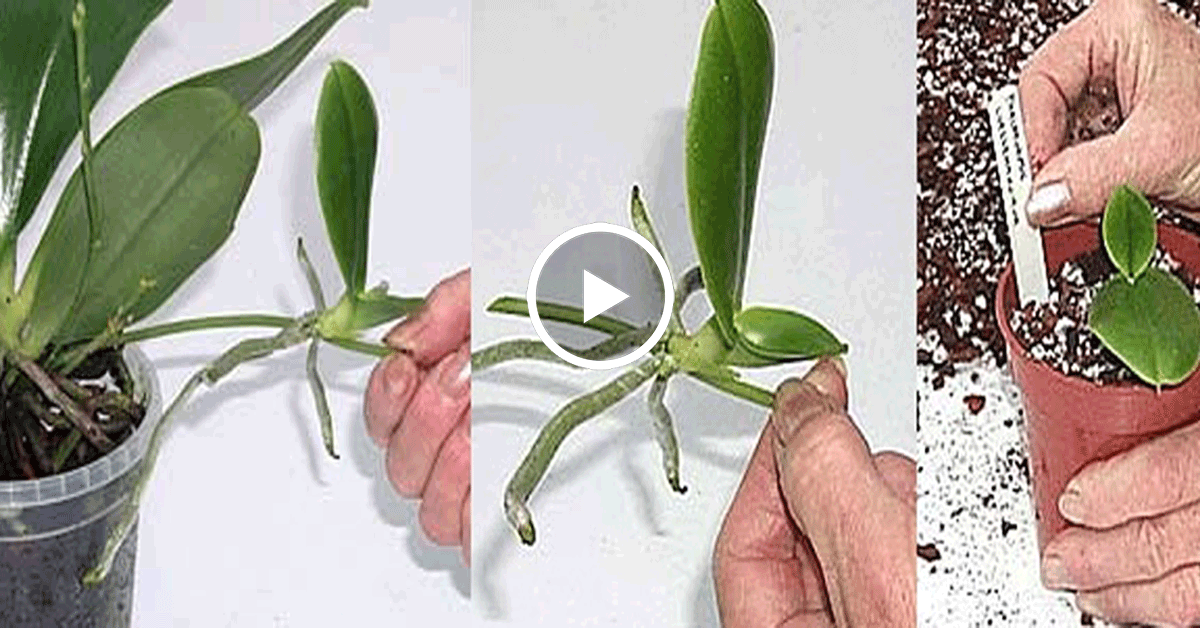 Орхидея размножение в домашних условиях черенками