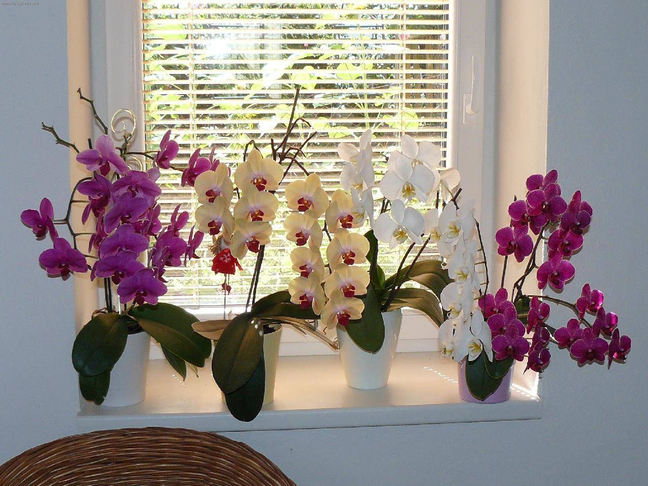 Почему не цветёт орхидея