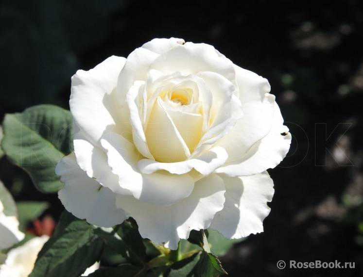 Чайно-гибридная роза анастасия: описание и фото