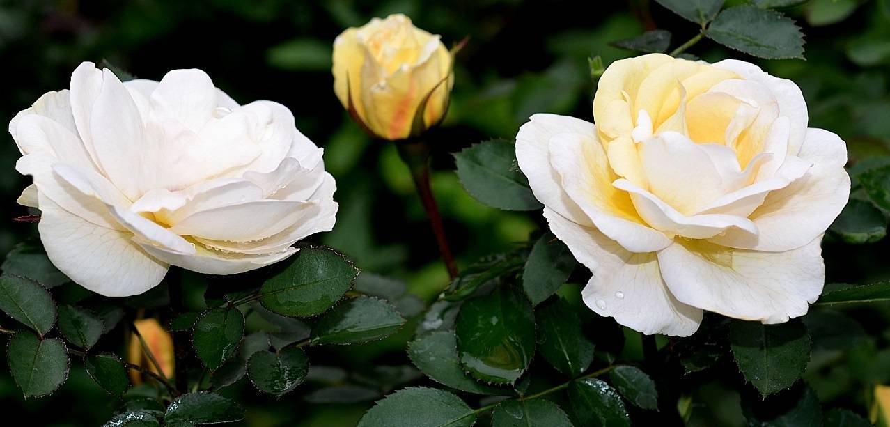Канадский парковый сорт розы джей пи коннел: выращивание корнесобственной культуры