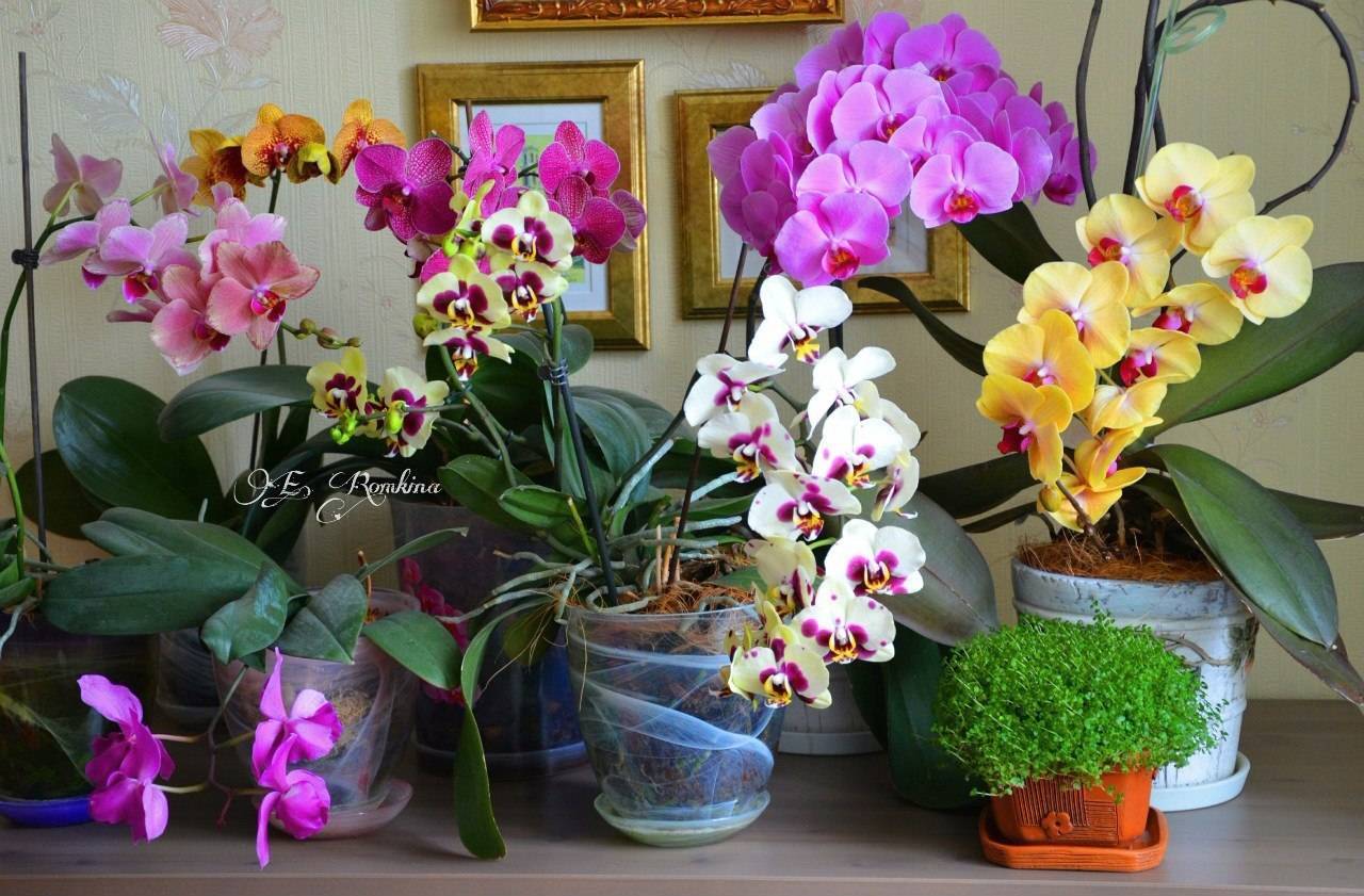 Цветы для суеверных – можно ли держать орхидею дома?