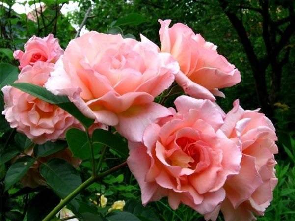 Плетистая розы "компешн" (описание сорта, отзывы, посадка, уход, фото)