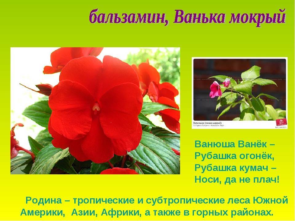 Бальзамин цветок домашний комнатный и садовый. виды и уход
