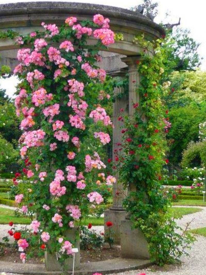 Восхитительная плетистая роза голден гейт: описание с фото, посадка, уход и размножение
