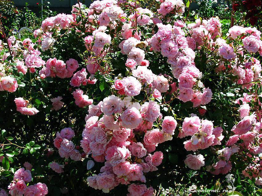 Роза мейланд (meilland) — описание сорта