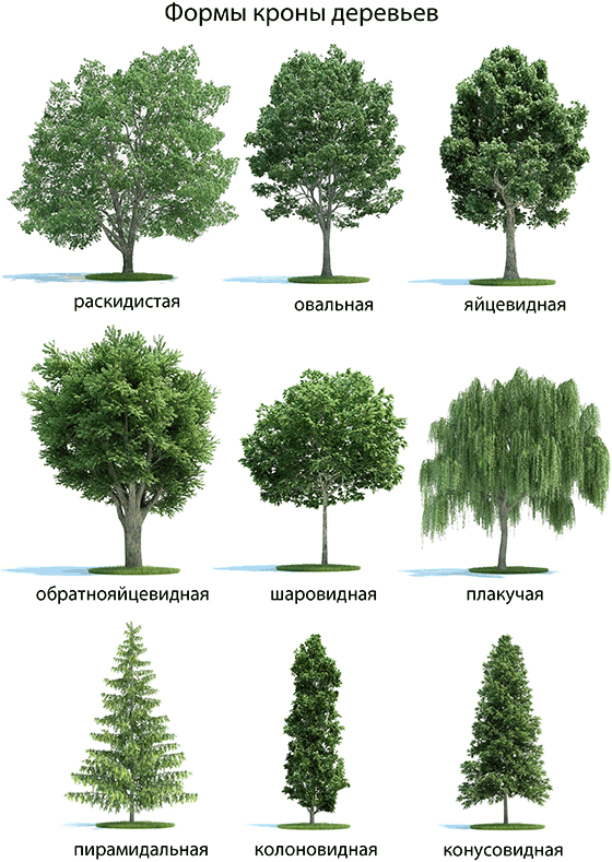 28 лиственных деревьев: фото и названия с описанями и видами