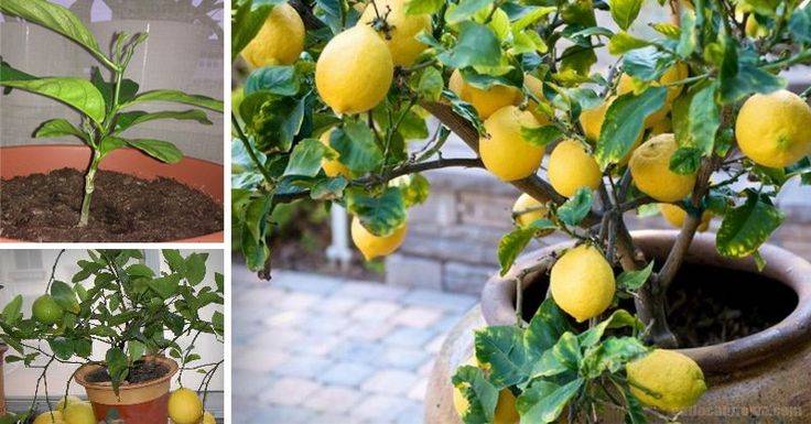 12 лучших сортов лимона для комнатного выращивания