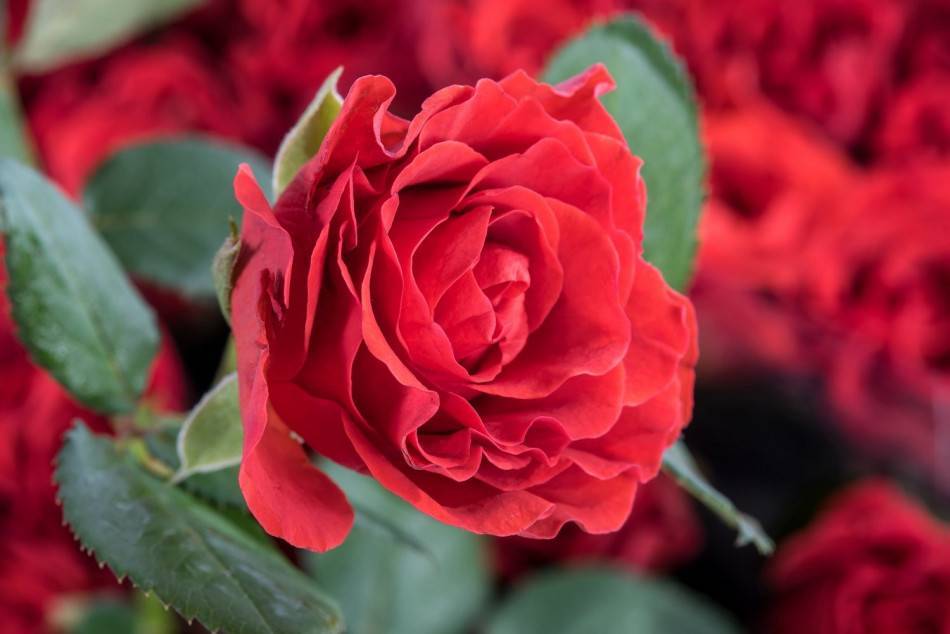 ✅ о розе хай мэджик (high magic): описание и характеристики чайно гибридной розы