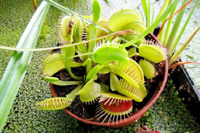 Хищные растения — насекомоядные цветки в домашних условиях