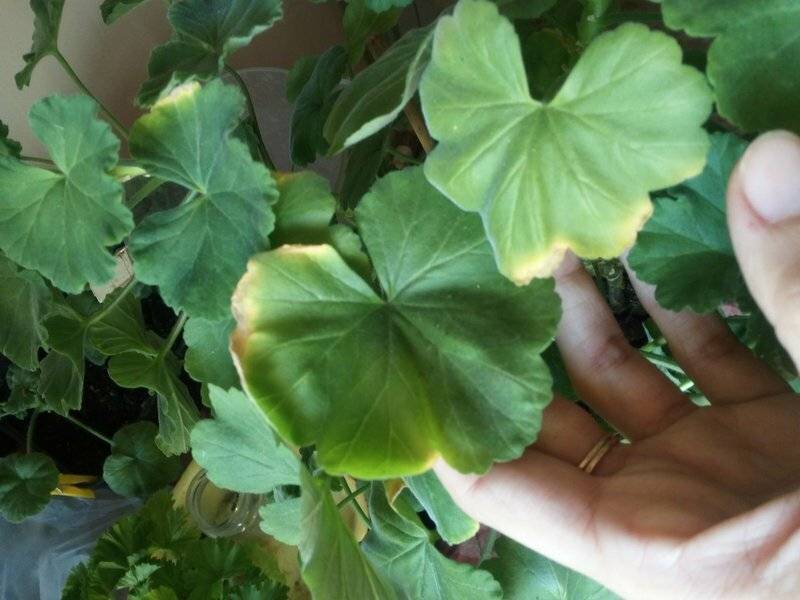 Желтеют листья у герани: почему это происходит и что делать