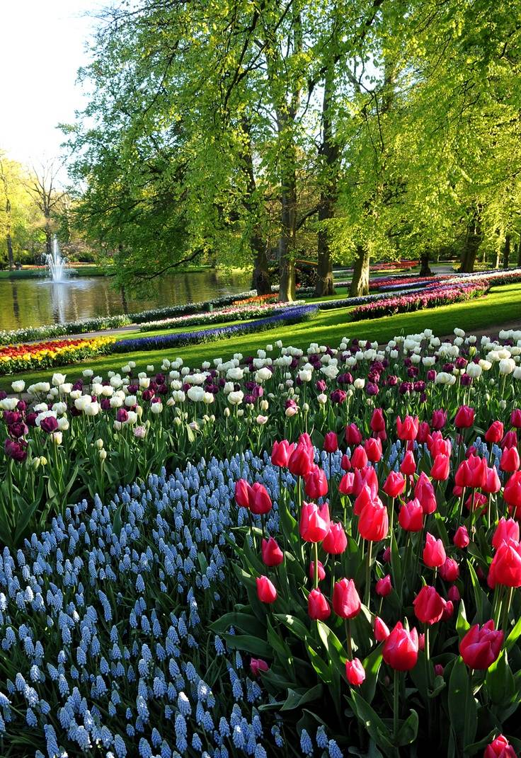 Кекенхоф (keukenhof) – королевский парк цветов в голландии, как добраться