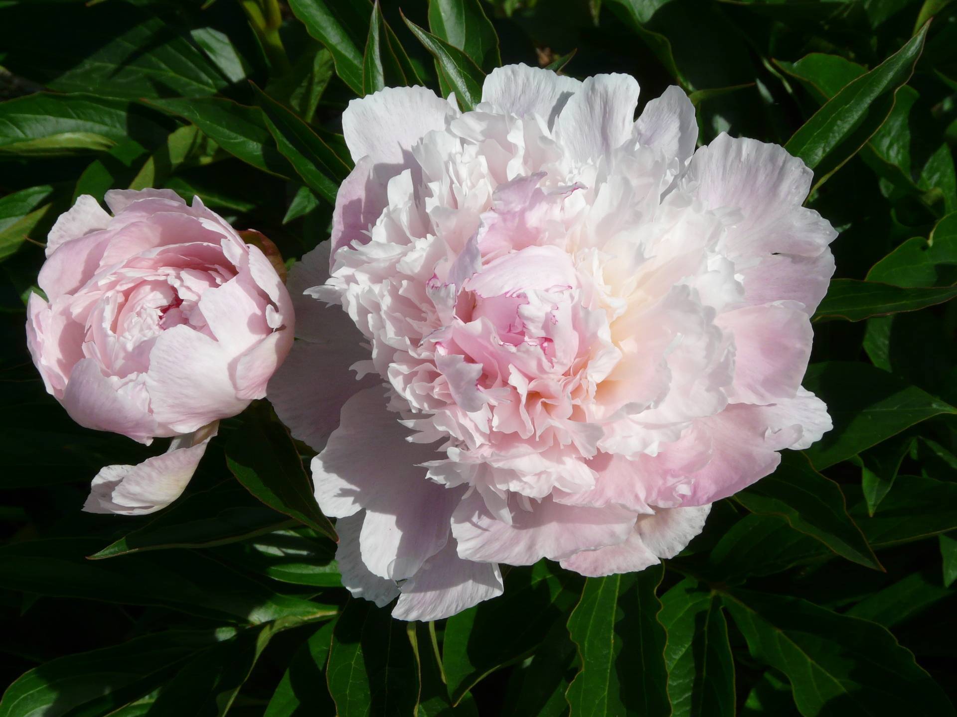 Цветы пионы — классификация розовых, красных, бордовых видов