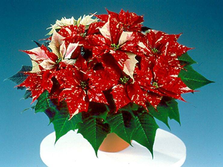 "рождественское дерево". цветок "рождественская звезда". описание, советы по выращиванию в домашних условиях